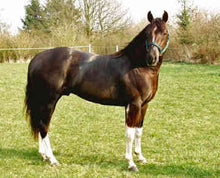 Load image into Gallery viewer, Horses - Stockhorse Stallion - Schleich