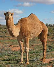 Load image into Gallery viewer, Wildlife - Camel - Country Toys