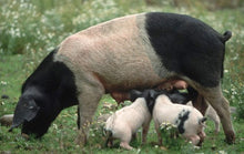 Load image into Gallery viewer, Pigs - Piebald Piglet - Country Toys