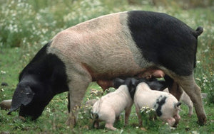 Pigs - Piebald Piglet - Country Toys