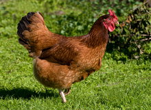 Load image into Gallery viewer, Chickens - Red Hen - Country Toys