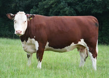 Load image into Gallery viewer, Cattle - Hereford Cow - Country Toys