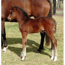 Load image into Gallery viewer, Horses - Quarter Horse Foal (Bay) - Collecta
