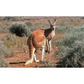 Wildlife - Red Kangaroo & Joey - Collecta – Country Toys Australia